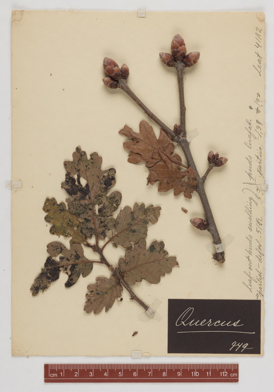A pressed-herbarium specimen plate showing an oak twig with closed terminal buds at upper right and a partially defoliated twig with frass-stained leaves at lower left, mounted on warm cream rag paper with a dark archival label reading Quercus, faint pencil annotations of leaf-out dates, and a thin red ruler scale along the bottom edge