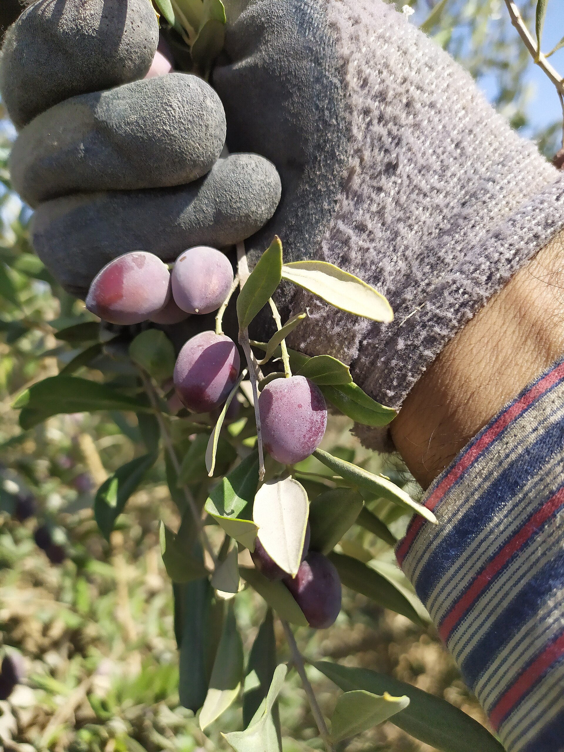 Olive harvesting in Hebron Governorate, southern West Bank